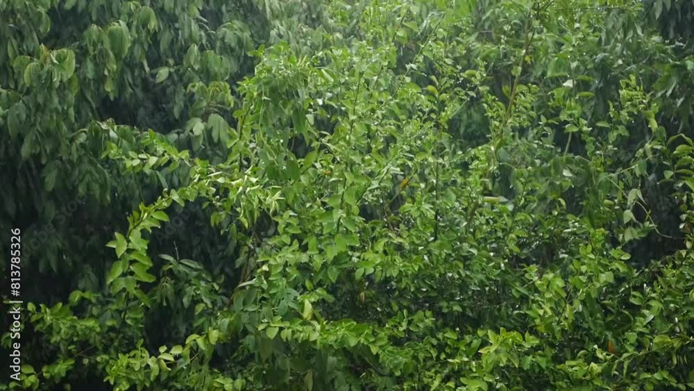 Heavy rain and strong wind blowing trees. Downpour Heavy rain and strong wind blowing trees. Downpour