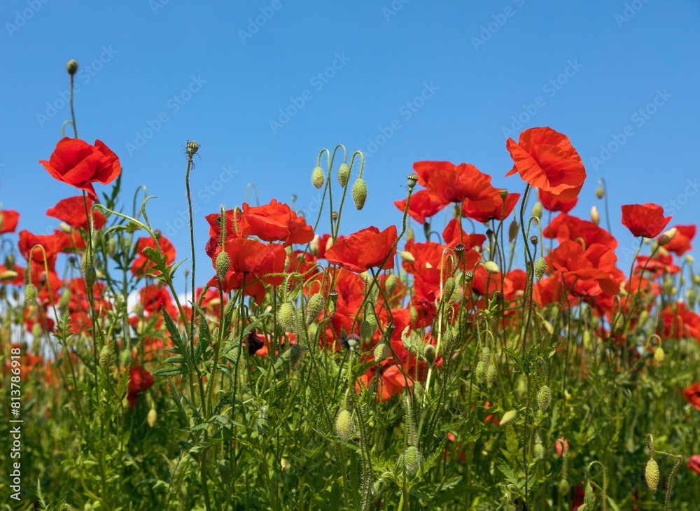 Obraz premium field of red poppies or Common poppy