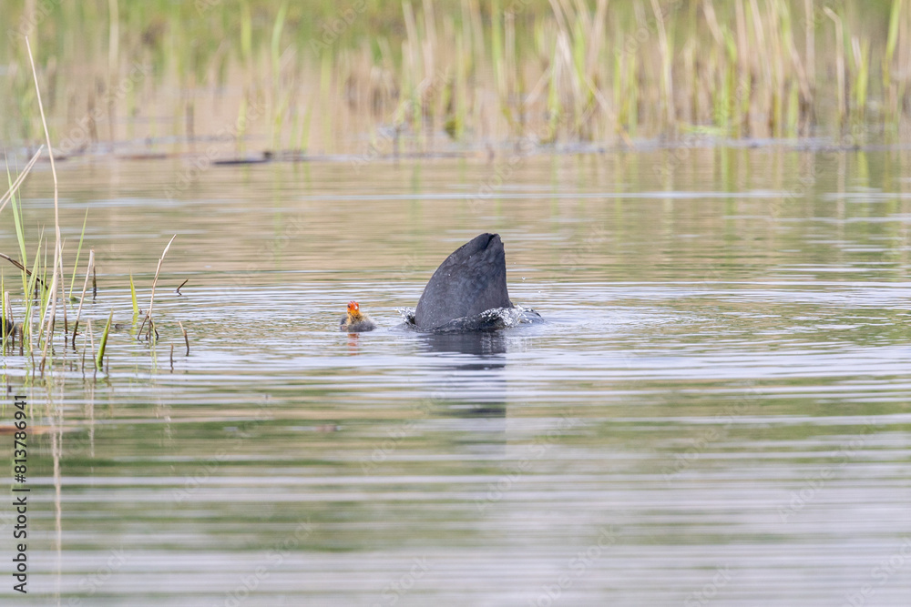 Fototapeta premium An adult Coot (Fulica atra) with chick. Adult dives next to cute chick. Natural reedbed habitat. Yorkshire, UK in Spring