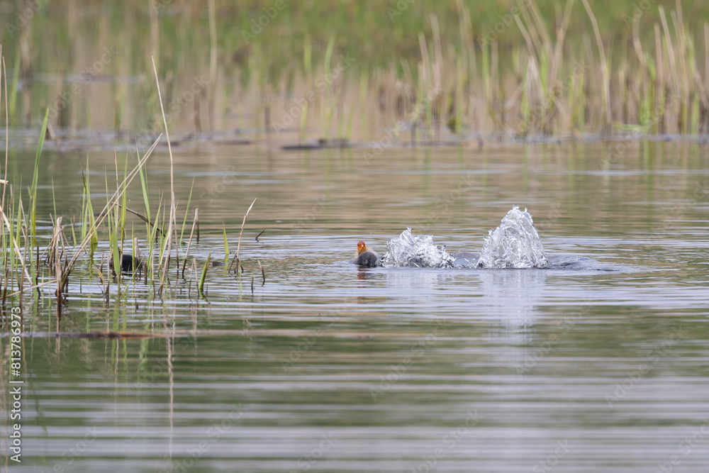 Fototapeta premium An adult Coot (Fulica atra) with chick. Adult dives and splashes nearby chick. Natural reedbed habitat. UK