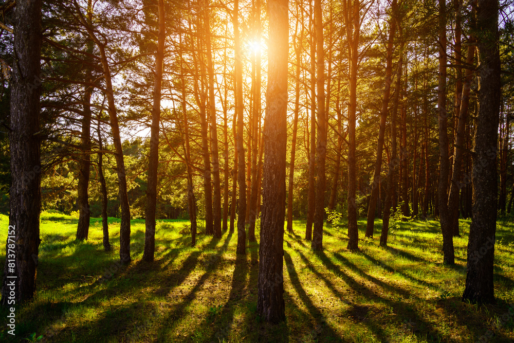 Sunbeams streaming through the pine trees and illuminating the young green foliage on the bushes in the pine forest in spring. Sunbeams streaming through the pine trees and illuminating the young green foliage on the bushes in the pine forest in spring.