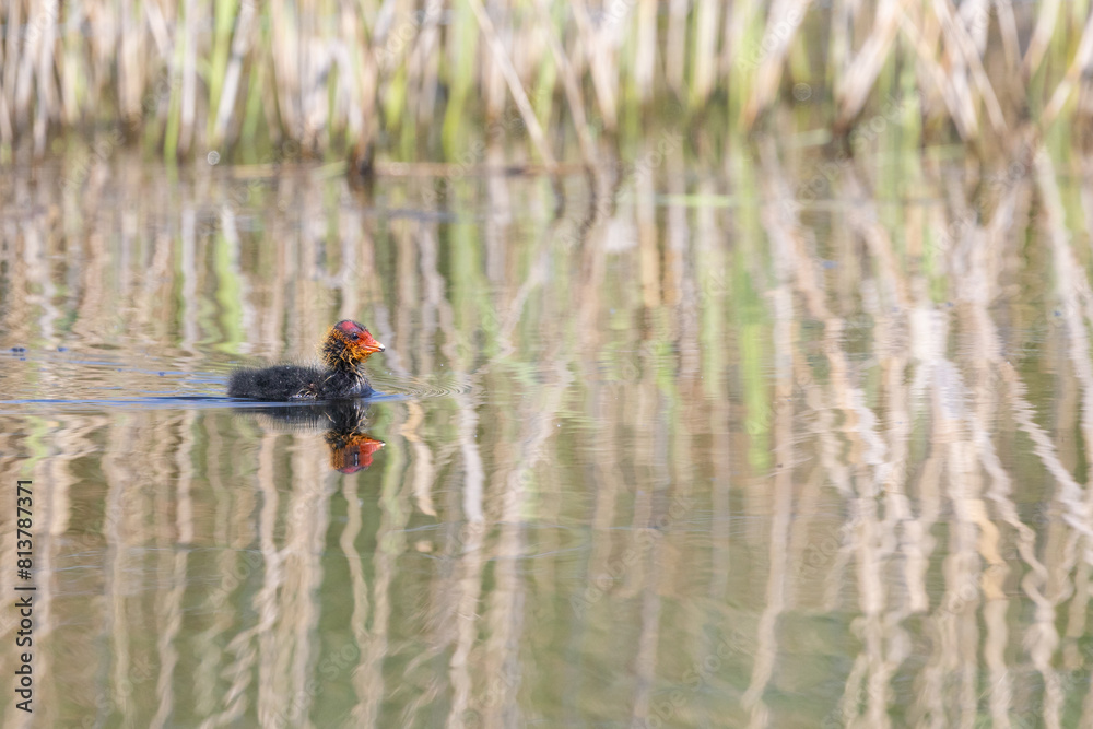 Cute, young Coot (Fulica atra) chick swimming across water at a reedbed habitat. Yorkshire, UK in Spring Cute, young Coot (Fulica atra) chick swimming across water at a reedbed habitat. Yorkshire, UK in Spring