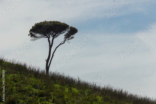 Maritime Pine on a Slope of a Hill in Portugal.