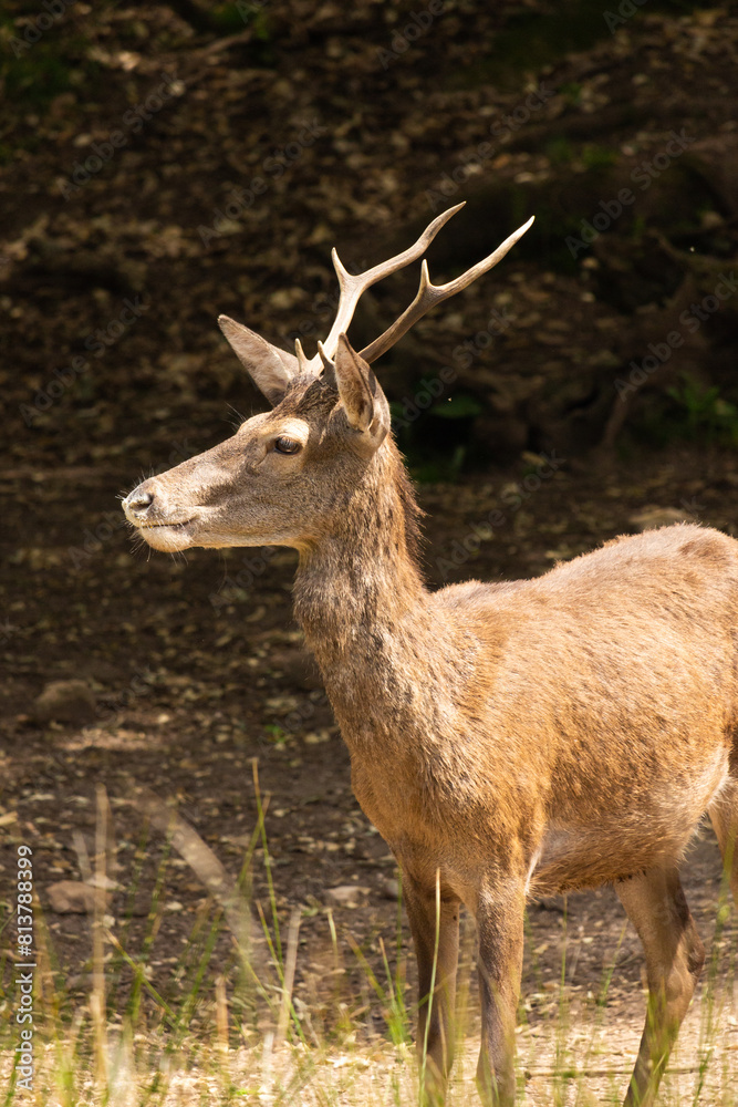 Obraz premium Young Red Deer Stag in Portugal.