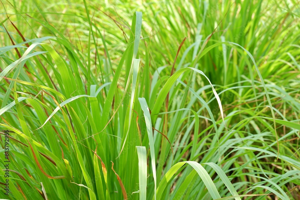lemongrass background lemongrass background