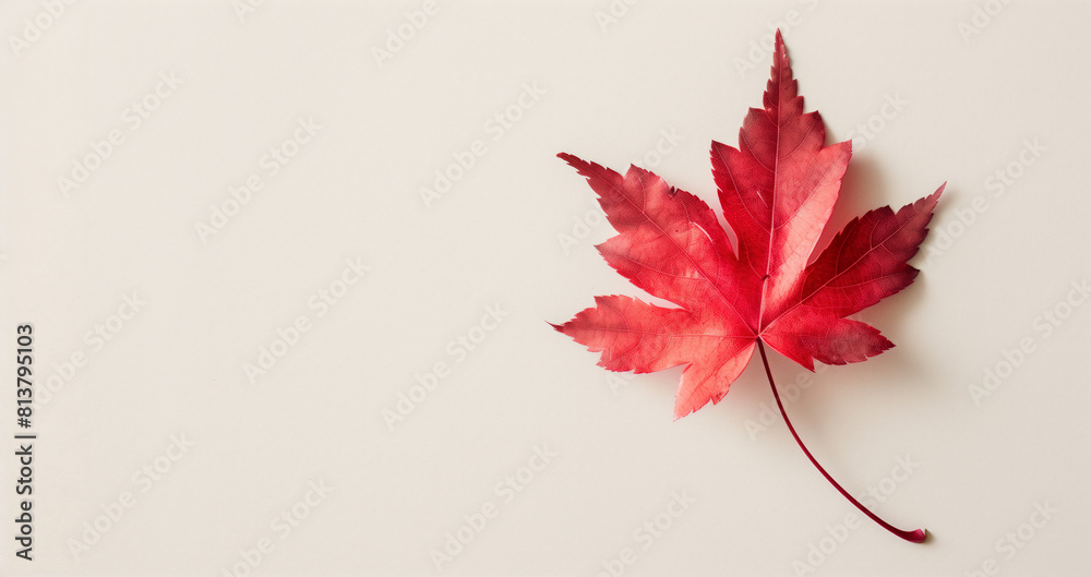 Happy Canada day banner with red maple leaf on light background