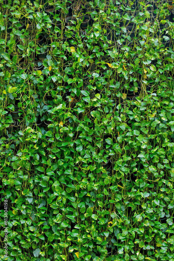 Nature wall from Golden pothos or Ceylon creeper or Hunter's robe, also Ivy arum, Silver vine and taro vine. Tropical golden green background from Epipremnum aureum