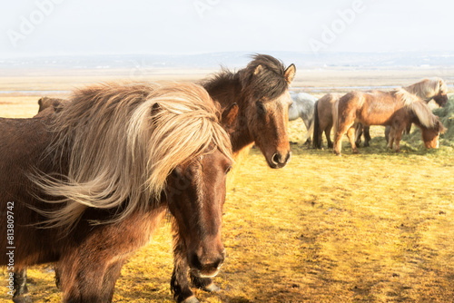 Two Brown Icelandic horses with colorful haircoat stands by herd eat feed on grass on Iceland plain fields in spring photo