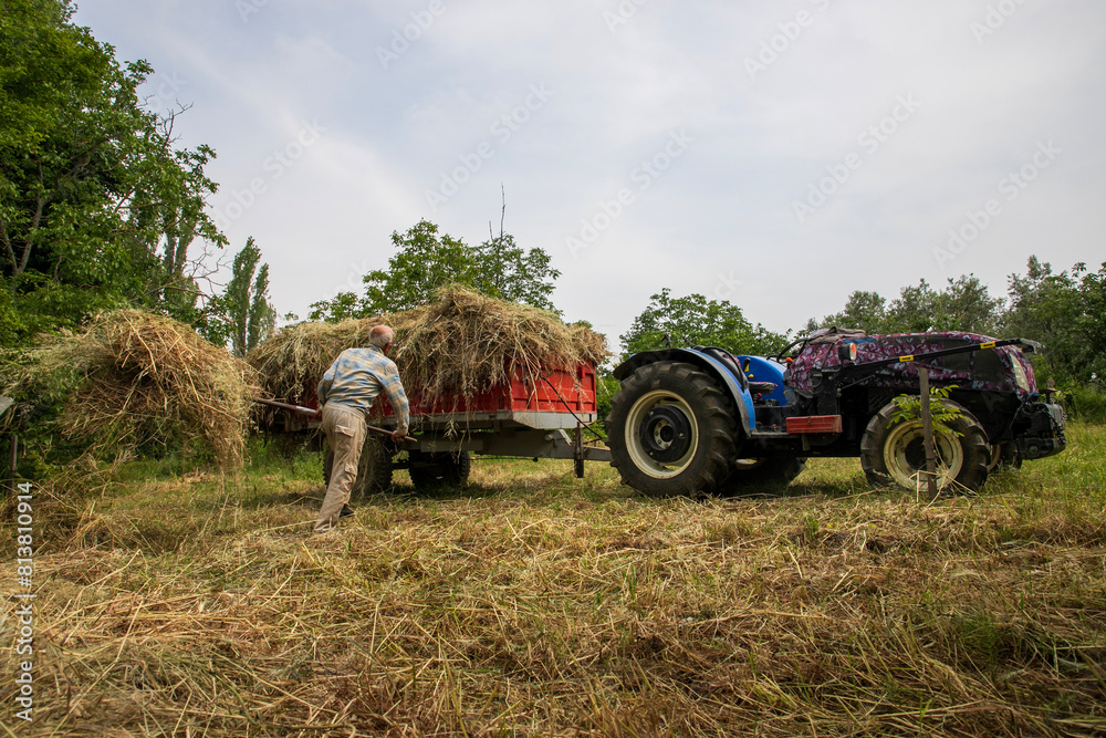 An old farmer carries hay to a tractor An old farmer carries hay to a tractor