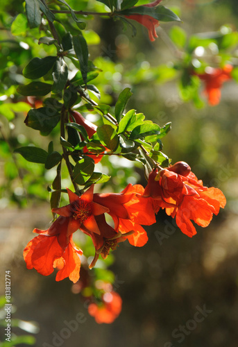 Pomegranate flowers with buds on a branch.