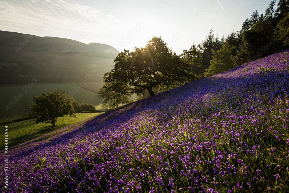 Obraz premium Bluebell field during sunrise over an old Oak tree