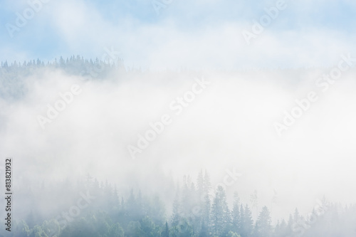 Mist-Enshrouded Forest in Trysil, Norway During an Early Morning