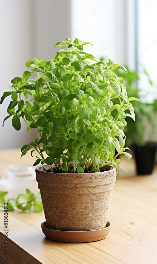 Aromatic green potted thyme on white wooden table. Aromatic green potted thyme on white wooden table.