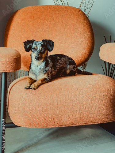 Red long haired dachshund lying on yellow chair, small dog portrait