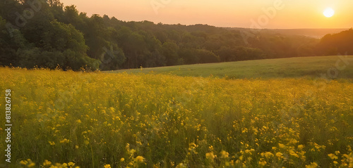 sunset in the field