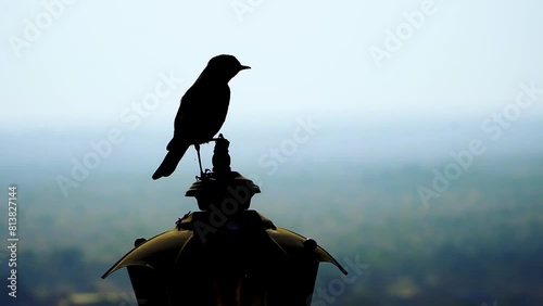 silhouette of a crow on top of lamp photo