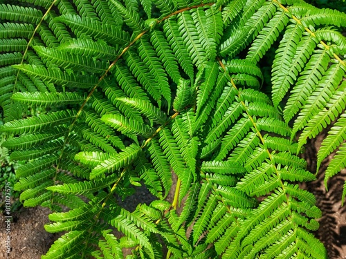ferns or Polypodiophyta that grow in gardens. photo