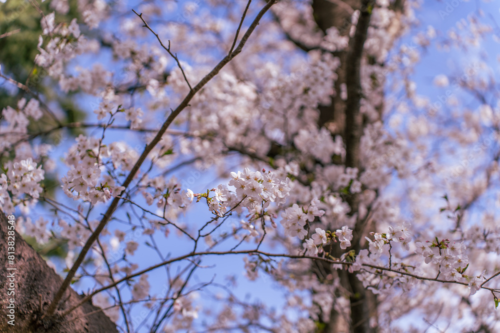 満開の桜の花と青い空 満開の桜の花と青い空