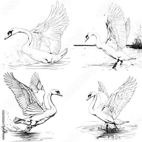 Four vector drawings of a swan ready to fly