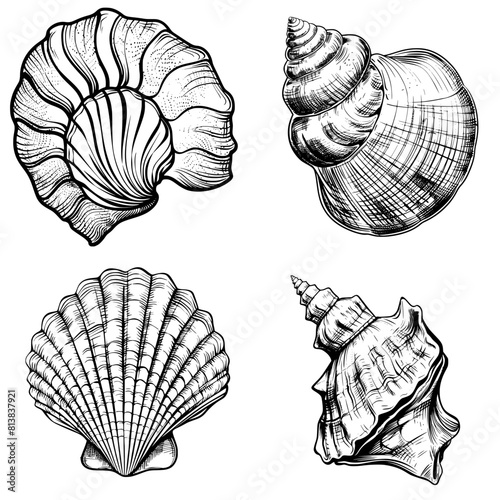 Four vector drawings of a sea shell, black and white