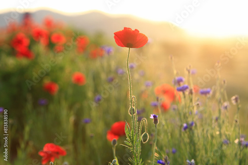 Red poppy flowers in a wild field. Vivid Poppies meadow in spring. Beautiful summer day. Beautiful red poppy flowers on green fleecy stems grow in the field. Scarlet poppy flowers in the sunset light