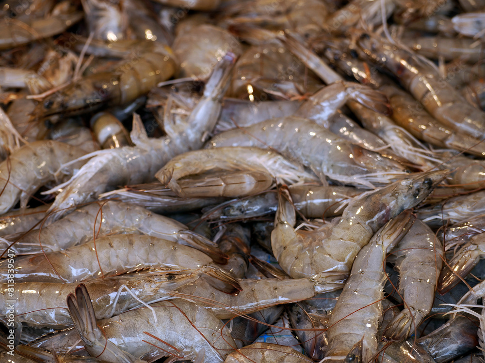 mazzancolle prawns fresh fish seafood at Ortigia Syracuse sicily fish market Italy mazzancolle prawns fresh fish seafood at Ortigia Syracuse sicily fish market Italy