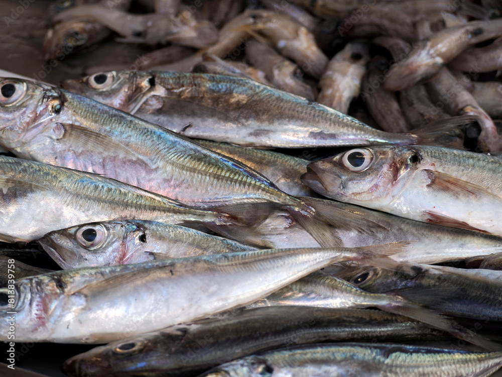 Obraz premium Meckerel fresh fish seafood at Ortigia Syracuse sicily fish market Italy