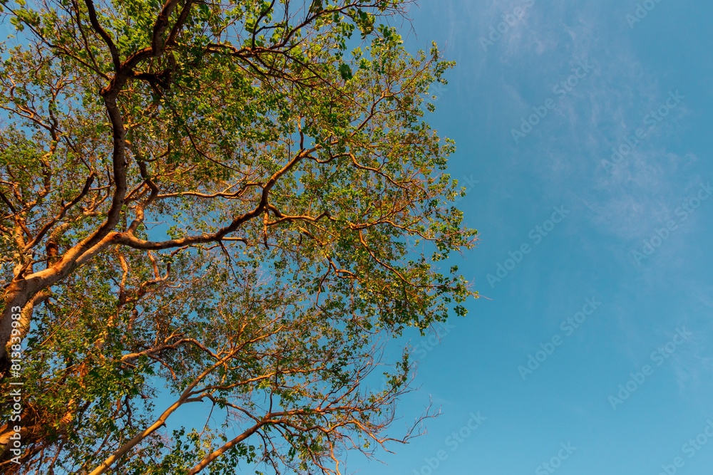Obraz premium Galhos de árvores visto de baixo pra cima