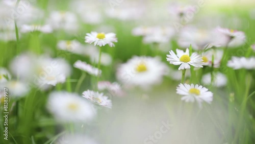 slow motion video of daisy plants close up on a low level with camera movement photo