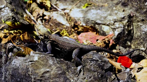 A lizard is sitting on the stones photo