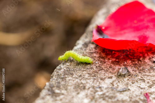 green rag common caterpillar on a stone, border,  red petal, macro, blurred backgroundspring, summer photo