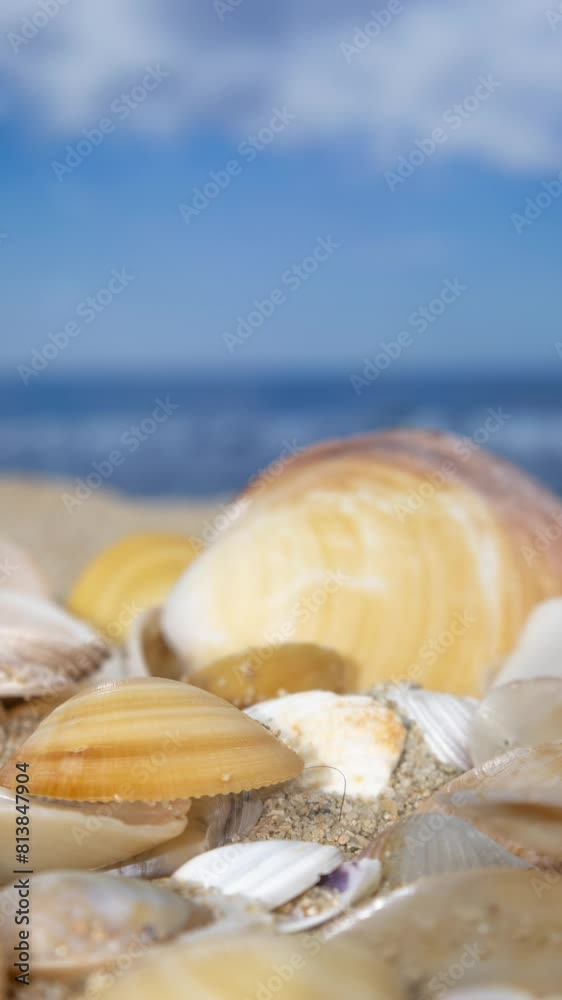 Seashells on a beautiful beach in vertical Seashells on a beautiful beach in vertical
