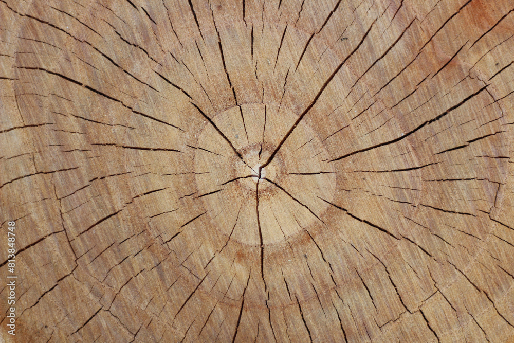 Cut tree trunk top view. Overhead shot of a detailed old log. Copy space on tree log surface, no people. 