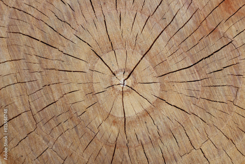 Cut tree trunk top view. Overhead shot of a detailed old log. Copy space on tree log surface, no people. 