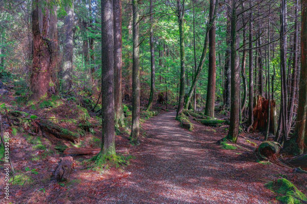 Dappled sunlight on BC forest trail. Dappled sunlight on BC forest trail.