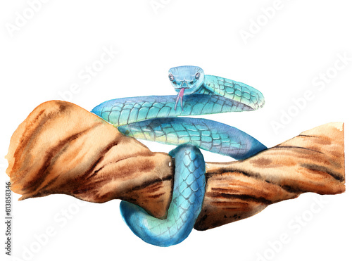 watercolor drawing of an animal - blue snake on a branch