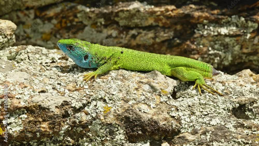 The Tailless Survivor: A Lizard's Tale. A lizard that has lost its tail, likely due to a predator's attack or a defensive mechanism. Despite this loss, the lizard appears healthy and alert. The Tailless Survivor: A Lizard's Tale. A lizard that has lost its tail, likely due to a predator's attack or a defensive mechanism. Despite this loss, the lizard appears healthy and alert.