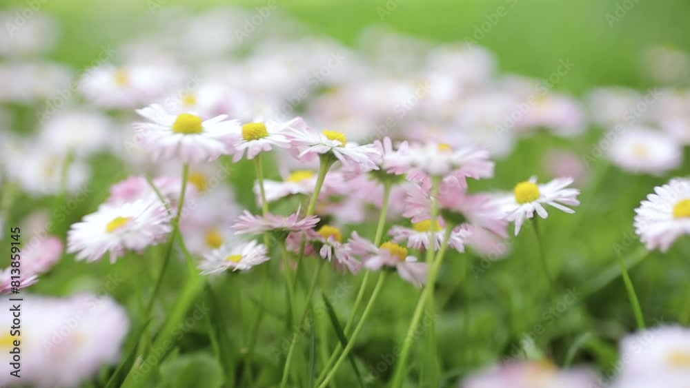 slow motion video of daisy plants close up on a low level with camera movement slow motion video of daisy plants close up on a low level with camera movement