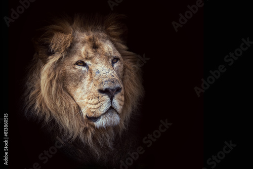 A male Asiatic lion  Panthera leo persica  a subspecies of the African lion and  in the wild  is found only in Gir National Park  Gujarat. Endangered species. Portrait on black with space for text..