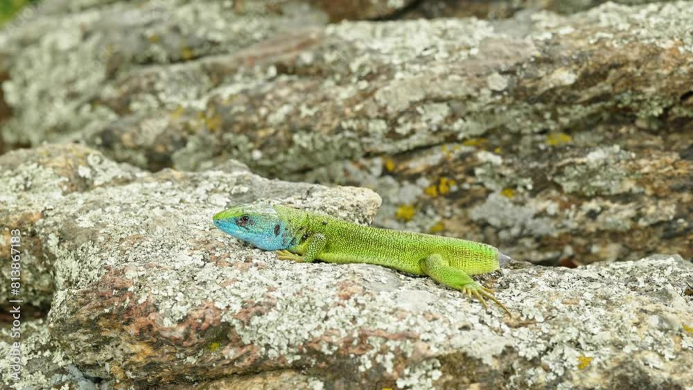 The Tailless Survivor: A Lizard's Tale. A lizard that has lost its tail, likely due to a predator's attack or a defensive mechanism. Despite this loss, the lizard appears healthy and alert. The Tailless Survivor: A Lizard's Tale. A lizard that has lost its tail, likely due to a predator's attack or a defensive mechanism. Despite this loss, the lizard appears healthy and alert.