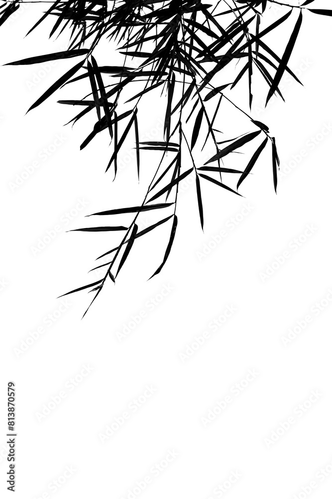 Obraz premium Silhouette isolated tree dry branches with white background.