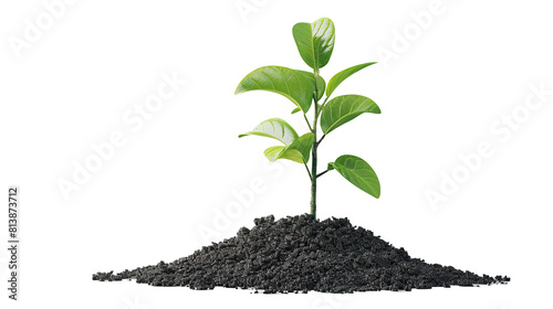 Wallpaper Mural Young plant of pomelo in soil humus. Transparent, isolated on white. Torontodigital.ca