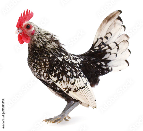 Sebright chicken in front of white background
 photo