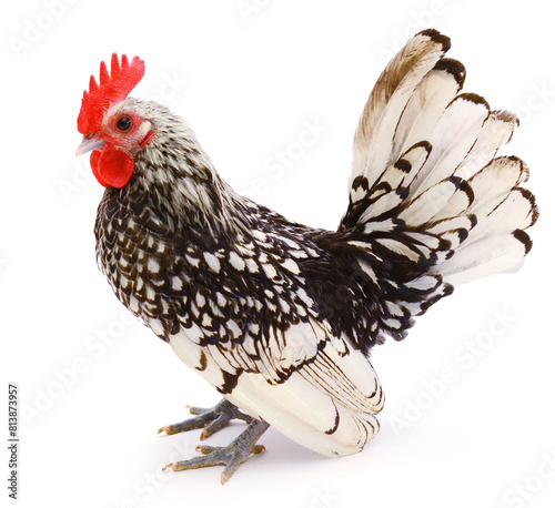Sebright chicken in front of white background
