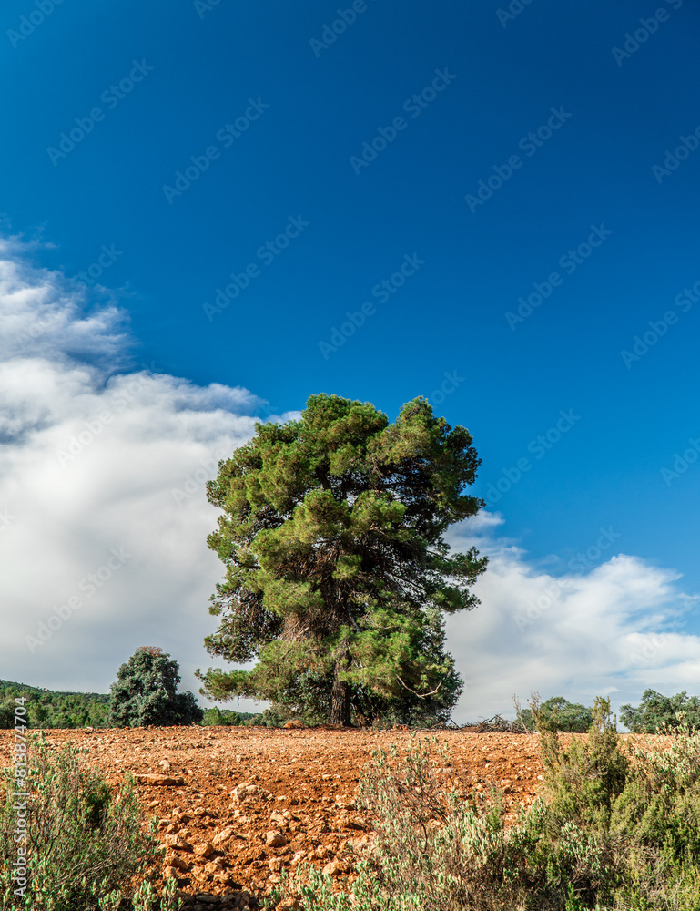 Obraz premium Large pine tree against a bright blue sky
