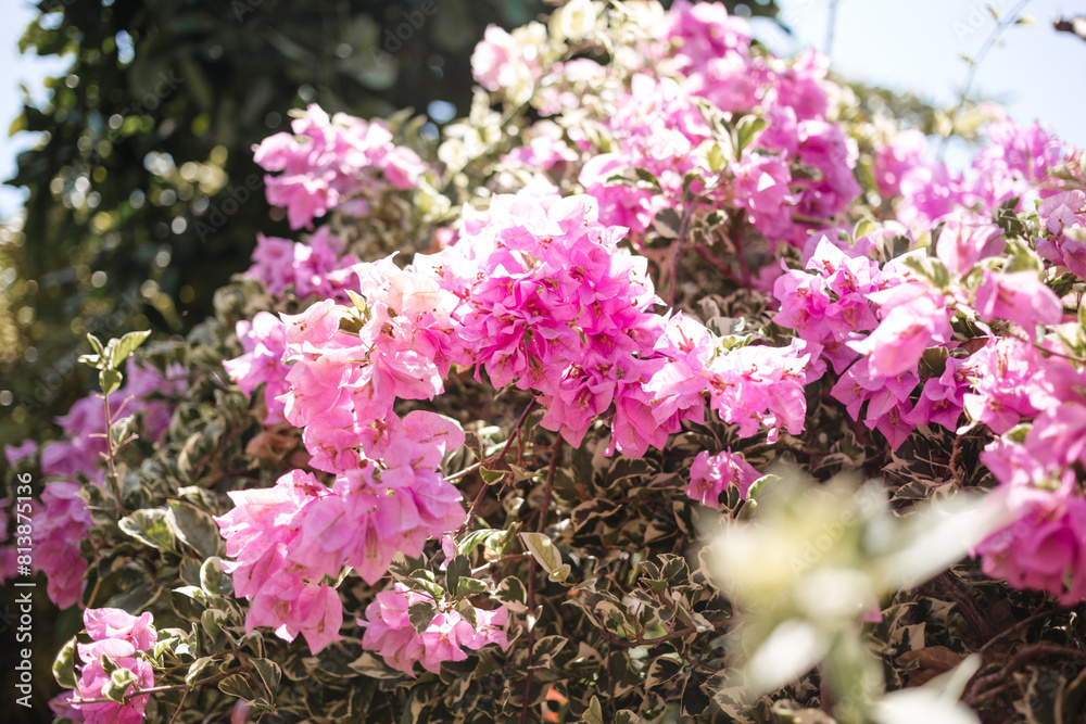Obraz premium Beautiful pink flowers in sunlight. Natural Flower Background