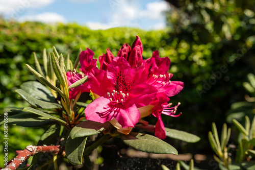 Roter Rhododendron in voller Blüte im Sommer