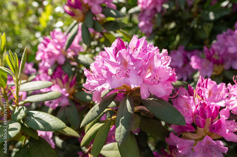 Fototapeta premium Pinkfarbener Rhododendron in voller Blüte im Sommer