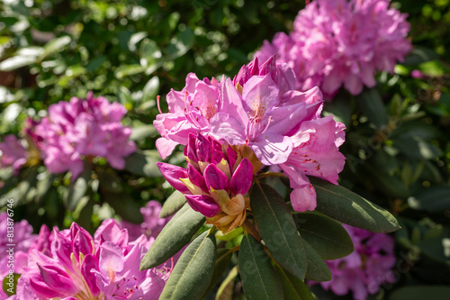 Pinkfarbener Rhododendron in voller Blüte im Sommer