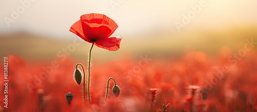 A vibrant red poppy stands out in a field with a beautifully blurred background. Copy space image. Place for adding text and design photo